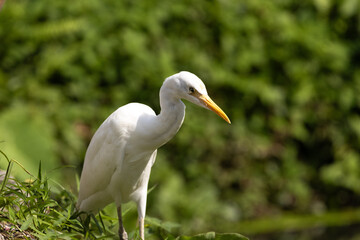 Close up Portrait of a Cattle Egret in Taiping Lake Gardens. The cattle egret (formerly genus Bubulcus) is a cosmopolitan clade of heron (family Ardeidae) in the genus Ardea.