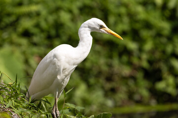 Close up Portrait of a Cattle Egret in Taiping Lake Gardens. The cattle egret (formerly genus Bubulcus) is a cosmopolitan clade of heron (family Ardeidae) in the genus Ardea.