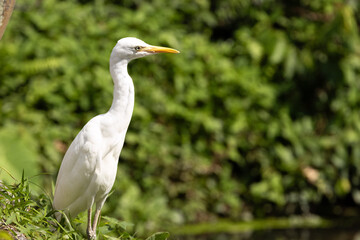 Close up Portrait of a Cattle Egret in Taiping Lake Gardens. The cattle egret (formerly genus Bubulcus) is a cosmopolitan clade of heron (family Ardeidae) in the genus Ardea.