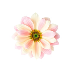 Fototapeta premium Vibrant Flower Isolated PNG