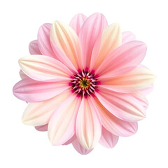 Obraz premium Vivid Flower PNG Isolated on Transparent Layer