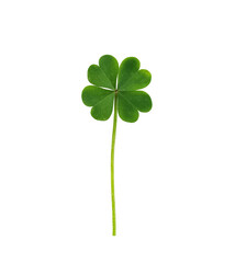 Green shamrock leaf isolated on transparent background. Three-leaved clover leaf for design. Symbol of St. Patrick's day holiday.