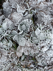 Frozen leaves background. Leaves with frost in autumn. Leaves covered with frost, winter wallpaper.