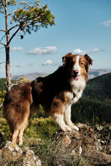 Brown fluffy Australian shepherd stands on a cliff in the mountains on a sunny, warm day. Hiking with pet concept. Dog portrait in nature