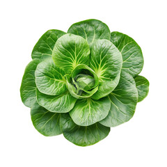 Obraz premium A close-up of a fresh Tatsoi cruciferous vegetable rosette, dark green spoon-shaped leaves isolated on a clean on transparent png background