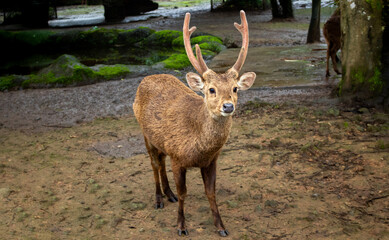 Bawean Deer or Hyelaphus Kuhlii, a highly threatened species of deer endemic to the island of Bawean in Indonesia.