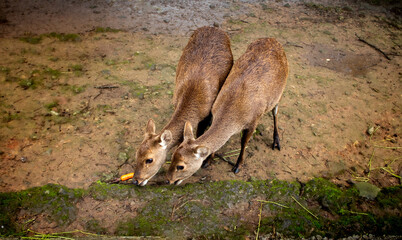 Bawean Deer or Hyelaphus Kuhlii, a highly threatened species of deer endemic to the island of Bawean in Indonesia.