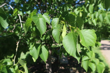 Frontyard American Lenden tree leaves in summer, Colorado