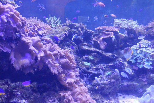Corals and algae in water on blue water background