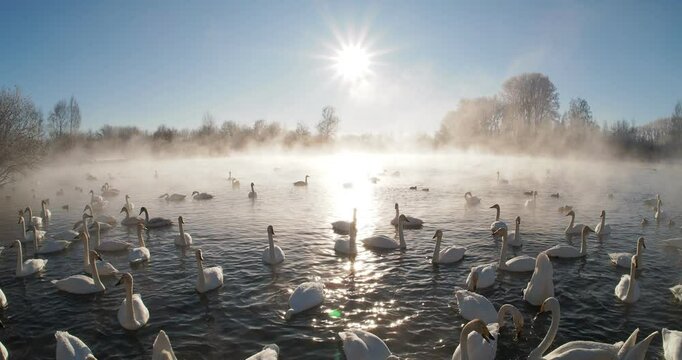 Birds in winter in January. A large number of swans hibernate in an ice-free lake and swim illuminated by the rays of the sun. Hand held. Siberia.
