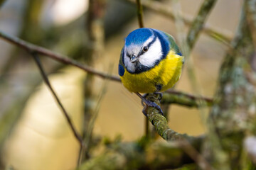 Blaumeise im Winter auf einem Ast / Vogel