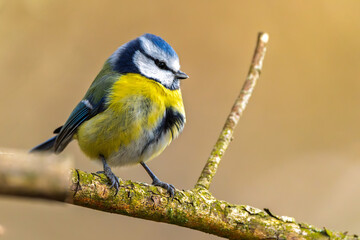 Blaumeise im Winter auf einem Ast / Vogel