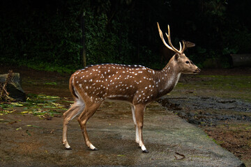 Vietnamese Sika Deer or Cervus Nippon Pseudaxis, also know as the Indochinese Sika Deer, one of the mane subspecies of the Sika Deer