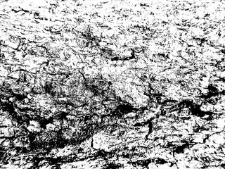 Bark of a tree texture background