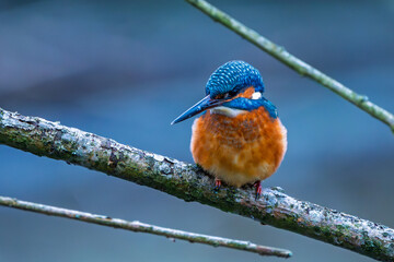 Eisvogel im Herbst auf einem Ast / Vogel / Kingfisher
