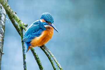 Eisvogel im Herbst auf einem Ast / Vogel / Kingfisher