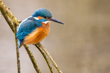 Eisvogel im Herbst auf einem Ast / Vogel / Kingfisher