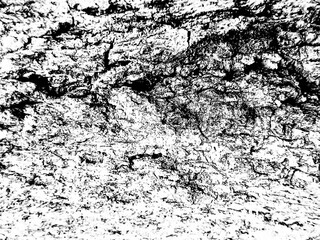 Bark of a tree texture background