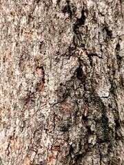 Bark of a tree texture background