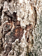 Bark of a tree texture background