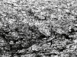 Bark of a tree texture background
