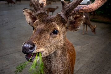 Bawean Deer or Hyelaphus Kuhlii, a highly threatened species of deer endemic to the island of Bawean in Indonesia.
