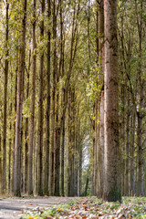 Tall trees lining a serene path in an autumn forest near a quiet riverbank during early morning light