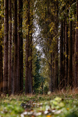 Tranquil wooded path through tall trees in a serene forest setting during the day