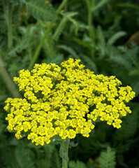 Obraz premium Beautiful yellow flower photo of Achillea millefolium 'Sassy Summer Lemon'. The picture evokes a sunny, summer mood. A wonderful element of our garden