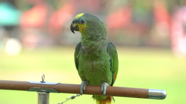 Orange-winged amazon parrot Free-flying training bird standing on a perch.