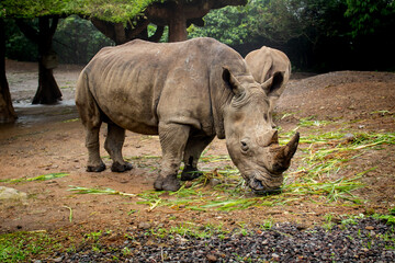 Javan Rhinoceros or Rhinoceros Sondaicus, one of the endangered large mammals in the world