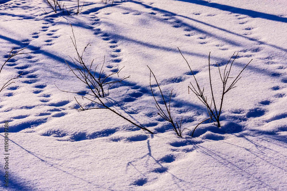 Wall mural A snow covered field with a few branches and a few footprints