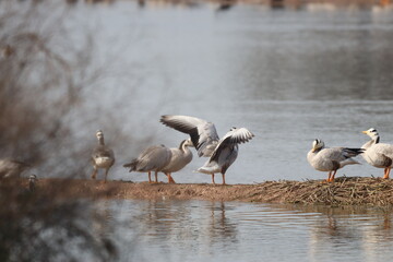 Geese in lake