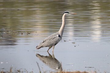 Heron in a lake