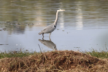 Heron in a lake
