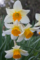 Obraz premium White daffodils close-up. Blooming daffodils on a flowerbed in the park.