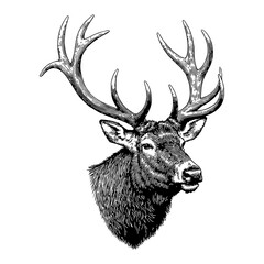 Naklejka premium Detailed Elk Head Portrait with Antlers Black and White Outline Line Art Drawing