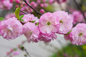Pink flowers of ornamental almond close-up. Spring blossoming almond bush