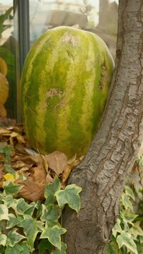 Watermelon fruit in the garden during autumn