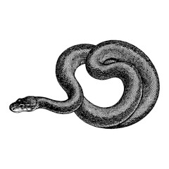 Coiled Black Mamba Snake Isolated Detailed Black and White Outline Line Art Drawing