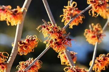 Zaubernuss im Winter (Hamamelis) / orange blühende Zauberfnuss im Sonnenschein