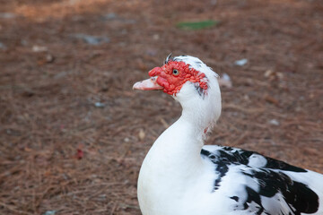 Black and white duck