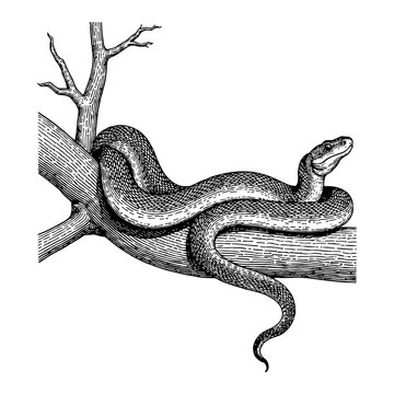 Python on a Tree Branch Detailed Black and White Outline Line Art Drawing Reptile Animal Design