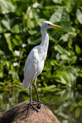 Close up Portrait of a Cattle Egret in Taiping Lake Gardens. The cattle egret (formerly genus Bubulcus) is a cosmopolitan clade of heron (family Ardeidae) in the genus Ardea.
