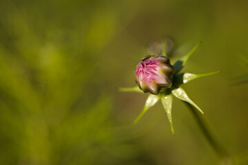 close-up of Cosomos bipinnatus bud, close-up of a Cosmea bud, pink opening petals, green background in sunlight