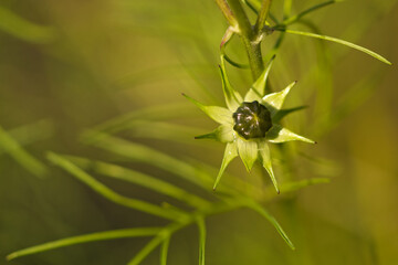 close-up of Cosomos bipinnatus bud, close-up of a Cosmea bud, opening petals, green background in sunlight