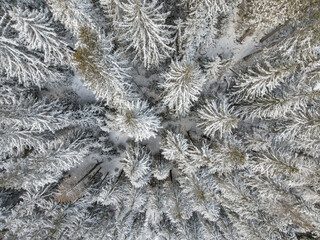 A picturesque aerial view of Snow-covered forests that envelop the Alps of Switzerland, creating a breathtaking winter wonderland.