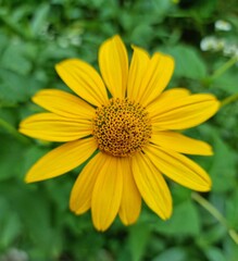 yellow flower in the garden