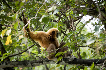 Cute and funny faced White handed Gibbon or Lar Gibon resting on the trees in Taiping Zoo. 