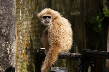 Cute White handed Gibbon or Lar Gibon looking at the camera in Taiping Zoo.